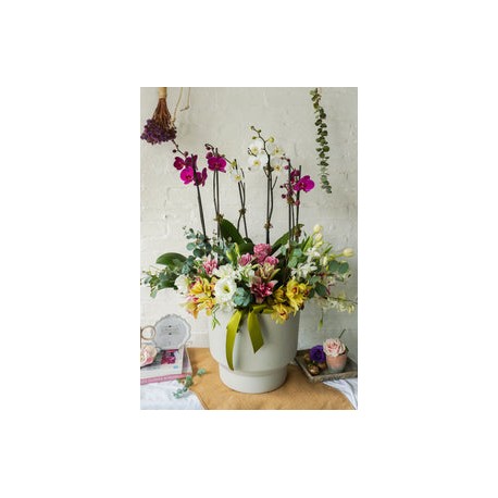 Ada, arreglo floral con 6 varas de  orquídeas.
